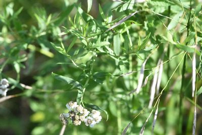 Achillea salicifolia, photographed by Марина Садыкова