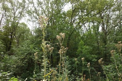 Sonchus palustris, photographed by Aleksei Baushev