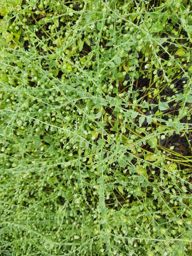 Kickxia caucasica, photographed by Виктория Билоус