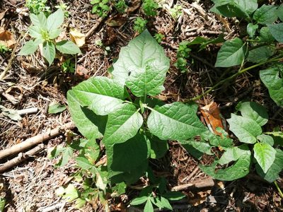 Alkekengi officinarum, photographed by Татьяна Максимова
