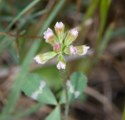 Trifolium bifidum, photographed by Don Loarie