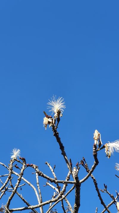 Pseudobombax longiflorum, photographed by João Arthur Rabello