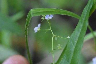 Veronica scutellata, photographed by Марина Садыкова
