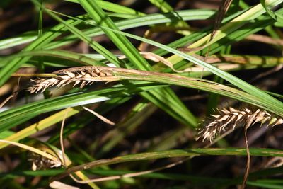 Carex vesicaria, photographed by Марина Садыкова