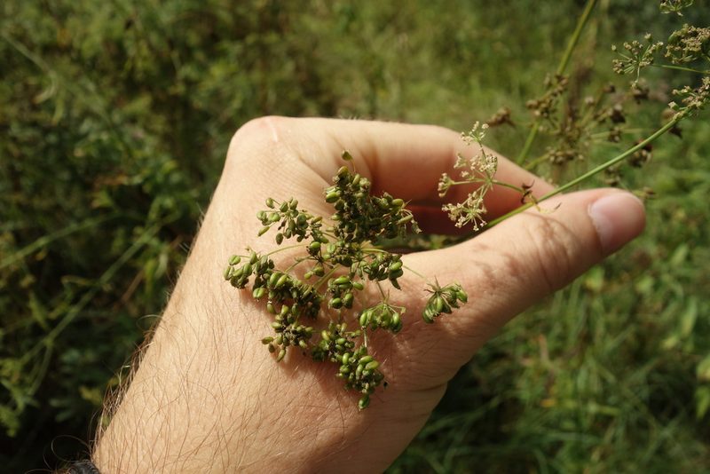 Sium sisarum, photographed by Aleksei Baushev