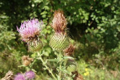 Cirsium serrulatum, photographed by Aleksei Baushev