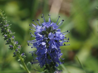 Veronica spicata, photographed by Michael Knapp