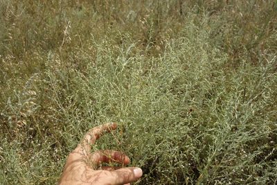 Artemisia santonicum, photographed by Aleksei Baushev