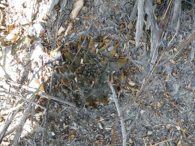 Ariocarpus trigonus, photographed by amantedarmanin