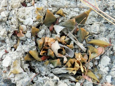 Ariocarpus trigonus, photographed by amantedarmanin