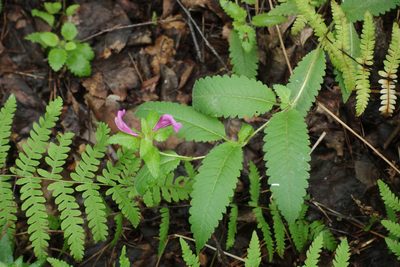 Pedicularis resupinata, photographed by Oleg Kosterin