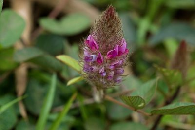 Uraria lagopodioides, photographed by Shawn O'Donnell