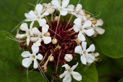 Clerodendrum canescens, photographed by Shawn O'Donnell