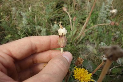 Taraxacum serotinum, photographed by Aleksei Baushev