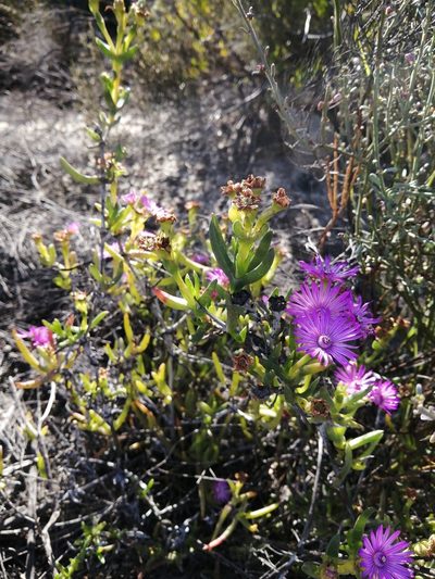 Ruschia diversifolia, photographed by Danie Palm