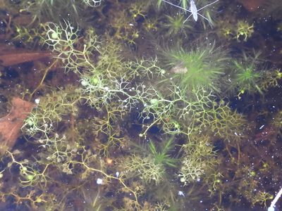 Utricularia minor, photographed by Vesa Oikonen