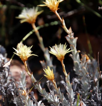 Syncarpha flava, photographed by Tony Rebelo