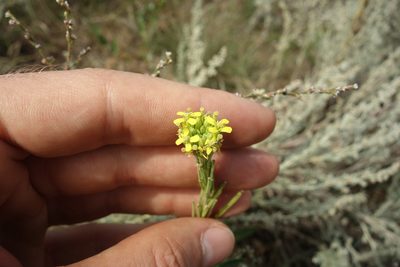 Erysimum hieraciifolium, photographed by Aleksei Baushev
