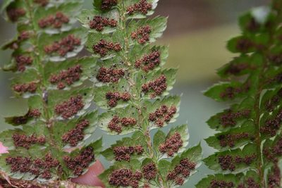 Polystichum braunii, photographed by Марина Садыкова