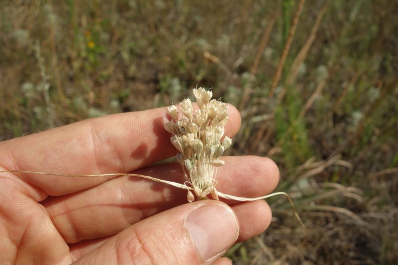 Allium paniculatum, photographed by Aleksei Baushev