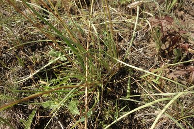 Plantago salsa, photographed by Aleksei Baushev
