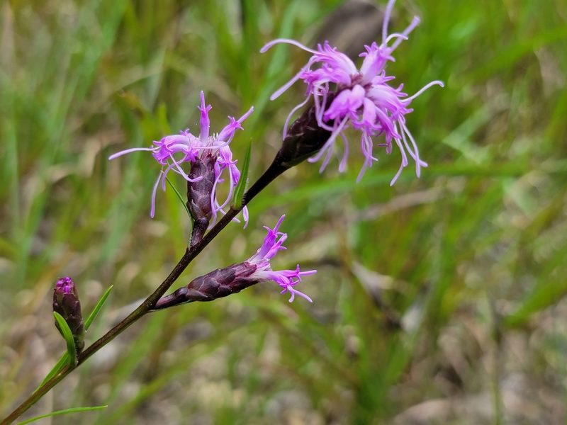 Liatris cylindracea, photographed by Elias