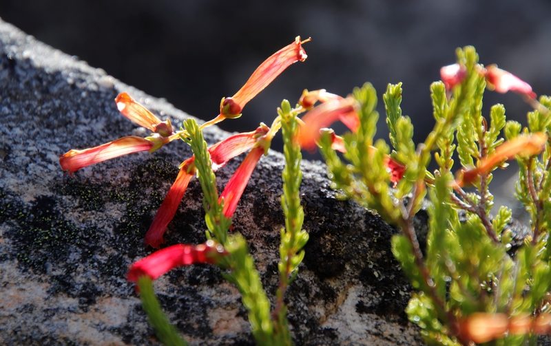 Erica haematosiphon, photographed by Tony Rebelo