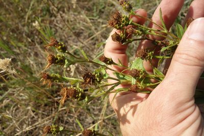 Pentanema salicinum, photographed by Aleksei Baushev
