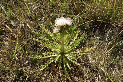 Cirsium esculentum, photographed by Aleksei Baushev