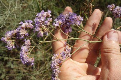 Limonium tomentellum, photographed by Aleksei Baushev