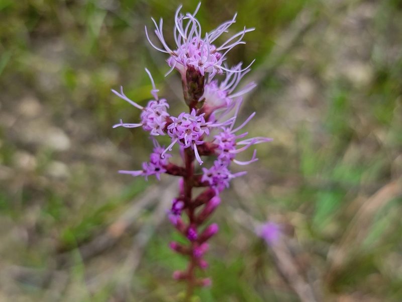 Liatris spicata, photographed by Elias