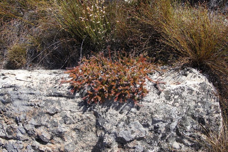 Spatalla confusa, photographed by Tony Rebelo