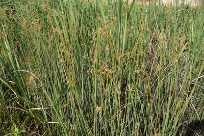Schoenoplectus lacustris, photographed by Aleksei Baushev
