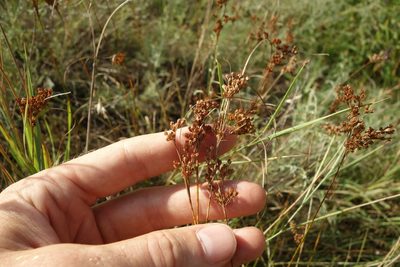 Juncus compressus, photographed by Aleksei Baushev