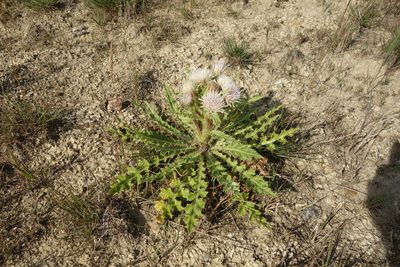 Cirsium esculentum, photographed by Aleksei Baushev