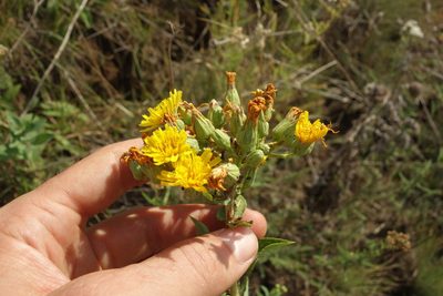 Hieracium virosum, photographed by Aleksei Baushev