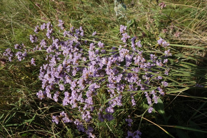 Limonium tomentellum, photographed by Aleksei Baushev