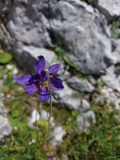 Aquilegia einseleana, photographed by Francesco Cecere