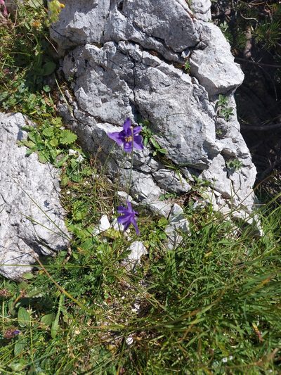 Aquilegia einseleana, photographed by Francesco Cecere