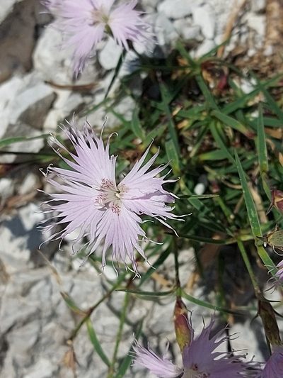 Dianthus sternbergii, photographed by Francesco Cecere