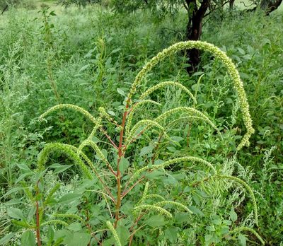 Amaranthus palmeri, photographed by Andrew Tree