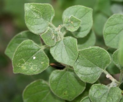 Barleria heterotricha, photographed by M Kriek