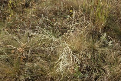 Artemisia santonicum, photographed by Aleksei Baushev
