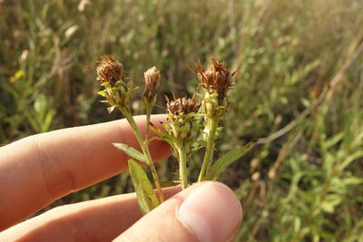 Pentanema salicinum, photographed by Aleksei Baushev