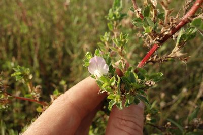 Ononis arvensis, photographed by Aleksei Baushev