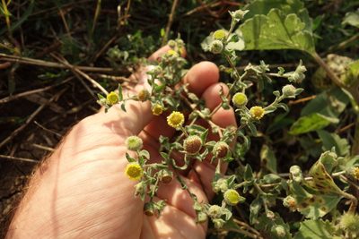 Pulicaria vulgaris, photographed by Aleksei Baushev