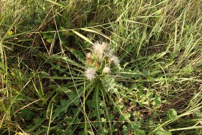 Cirsium esculentum, photographed by Aleksei Baushev