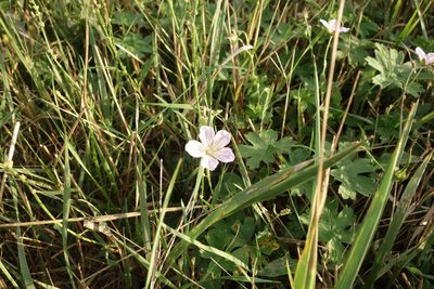 Geranium collinum, photographed by Aleksei Baushev