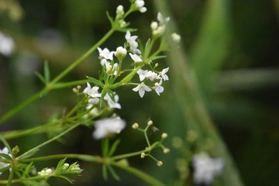 Galium uliginosum, photographed by Марина Садыкова