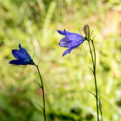 Campanula petiolata, photographed by Bob Walker